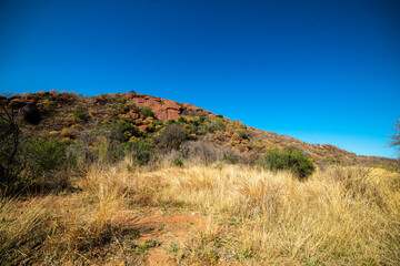 Fototapeta na wymiar Parc national du Pilanesberg, Afrique du Sud