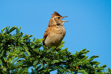 Alouette à nuque rousse,.Mirafra africana, Rufous naped Lark