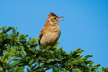 Alouette à nuque rousse,.Mirafra africana, Rufous naped Lark