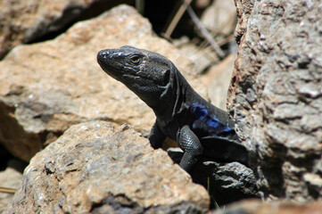 West Canaries male lizard Gallotia galloti native to the Canary Islands, cold blooded vertebrate living at high altitude in the rocky habitat of Teide Mountain in Teide National Park, Tenerife, Spain 