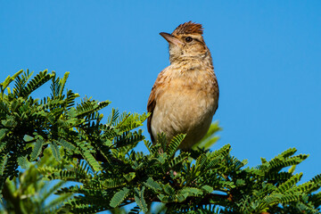 Alouette à nuque rousse,.Mirafra africana, Rufous naped Lark