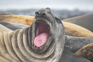 elephant seal south georgia