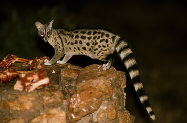 Genette commune, Genetta genetta