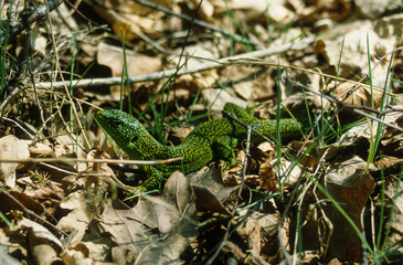 Lézard vert, Lacerta bilineata