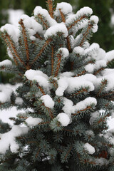 Spruce branches in the snow. Winter. December. January. February. Park, garden. 