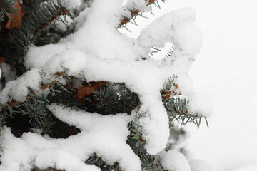 Spruce branches in the snow. Winter. December. January. February. Park, garden. 