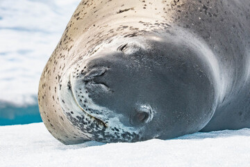 leopard seal Antarctica