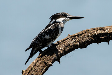 Martin pêcheur pie,.Ceryle rudis, Pied Kingfisher