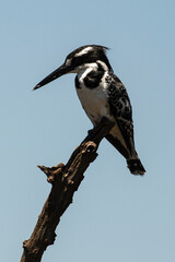 Martin pêcheur pie,.Ceryle rudis, Pied Kingfisher