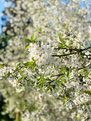 White cherry blossoms close up