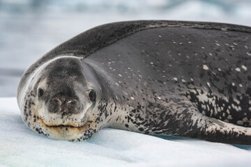 Obraz premium leopard seal Antarctica