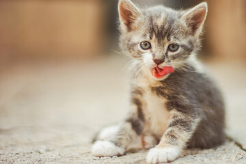 Lovely small white gray kitten sitting on a stone floor outdoors and showing its tongue. Funny domestic animal portrait.