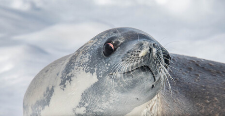 seal on the ice antarctica