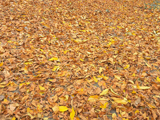 Luxurious Orange Carpet Formed by Fallen Autumn Leaves