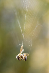 macro photography, bee trapped in a spider's web suspended in a vacuum.