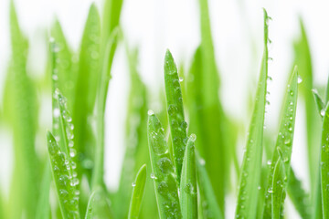 Fresh green wheat grass with drops dew