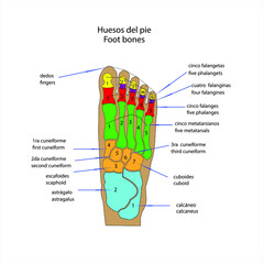 esqueleto humano  huesos del pie