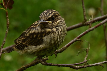 Young bird thrush in the beautiful plumage