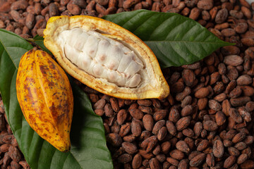 Fresh cocoa with cacao pods and cocoa fruit, Ripe cocoa pod, and nibs, cocoa beans set up the...