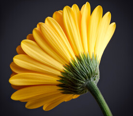 Fototapeta premium Orange Gerbera