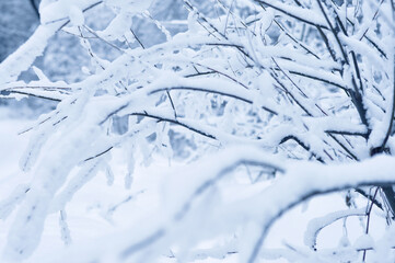 Frosty branches of winter forest covered with snow