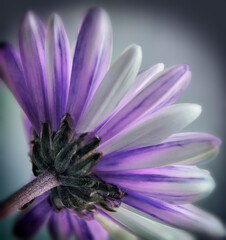 Purple Daisy