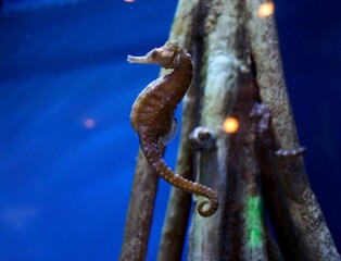 Seahorse