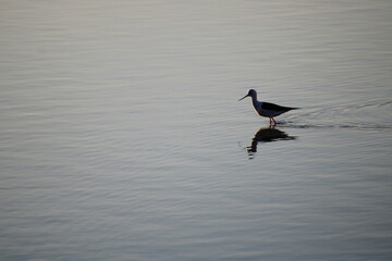 Ave bañándose en un lago