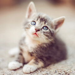 Fototapeta na wymiar Small ashy kitten lies on a stone floor outdoors with inteesting curious face. Cute domestic animal portrait.