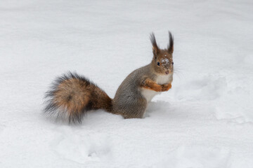 Cute red squirrel sitting in the white snow covered with snowflakes. Beautiful European red squirrel in winter. 