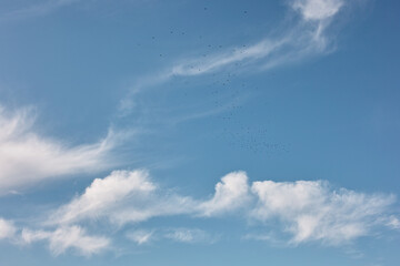 migratory birds in the sky with clouds