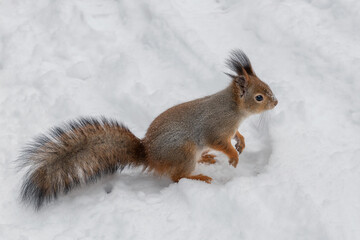 Naklejka na ściany i meble Squirrel carefully walks in the white snow. Beautiful European red squirrel walks in winter. 