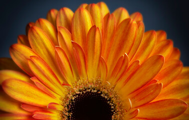 Orange Gerbera