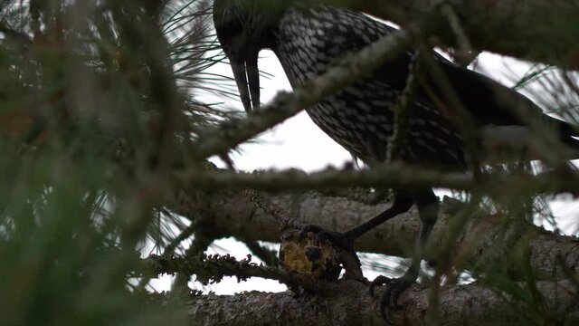 Spotted nutcracker hacks at pine cone up in a tree, close static shot