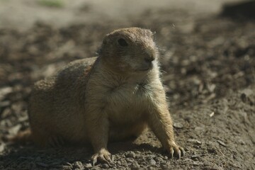 Cute Rodent