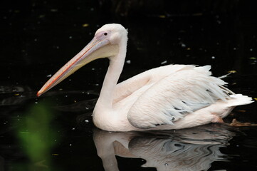 pelican on the beach