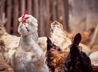Free range chicken on a farm.