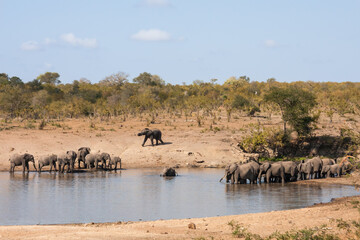 Landscape of two large herds of African elephants coming to a waterhole to drink and bathe in Kruger National Park, South Africa