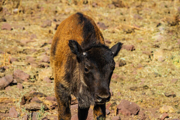 Baby America bison calf on the prairie in daylight.