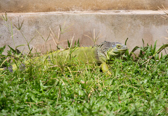 Obraz premium beautiful green chameleon in the zoo