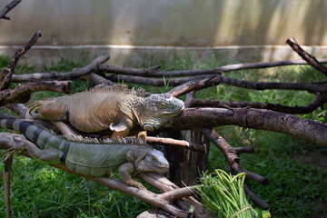 beautiful green chameleon in the zoo
