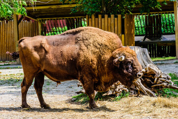 American bison in a corral at farm