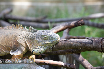 beautiful green chameleon in the zoo