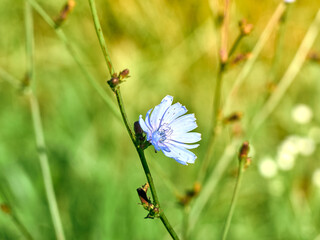 Chicory flowers on the meadow.