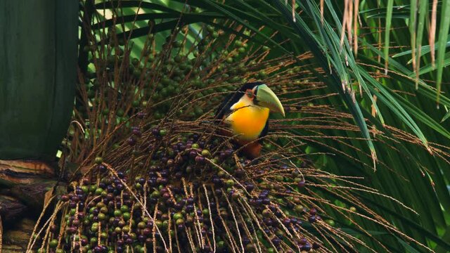 Red-breasted Toucan (Ramphastos dicolorus) sitting on a jucara palm
