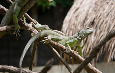 beautiful green chameleon in the zoo