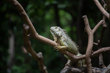 beautiful green chameleon in the zoo