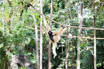 A monkey on a tree in a zoo