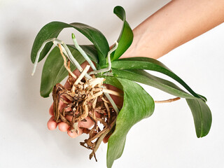 Woman transplanting orchid at home