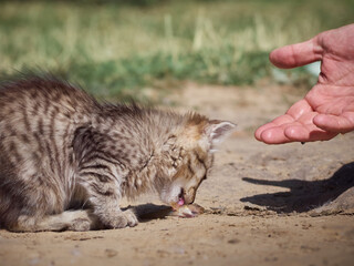 Small kitten eats a fish.